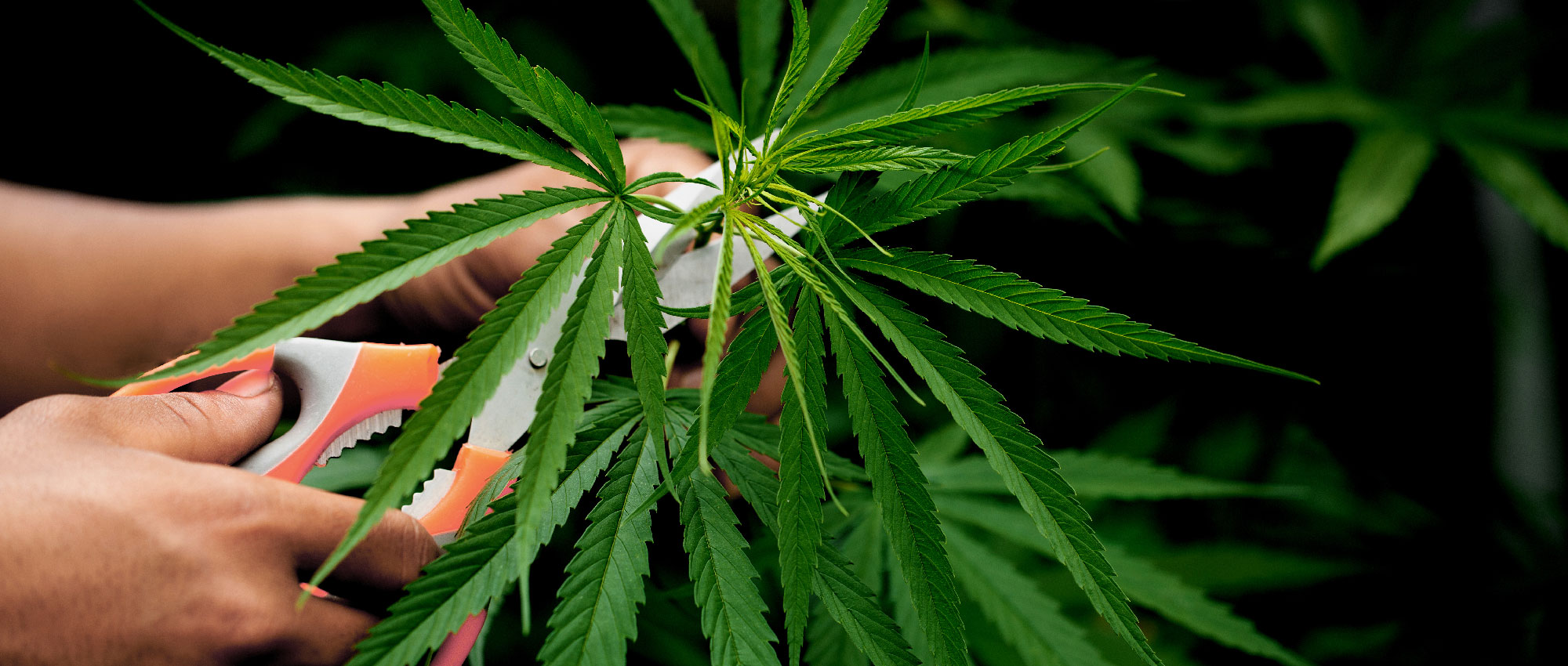 Nahaufnahme von Händen, die eine grüne Hanfpflanze mit Gartenschere schneiden, Symbol für CBD und Tinnituslinderung​​​​​​​​​​​​​​​​​​​​​​​​​​​​​​
