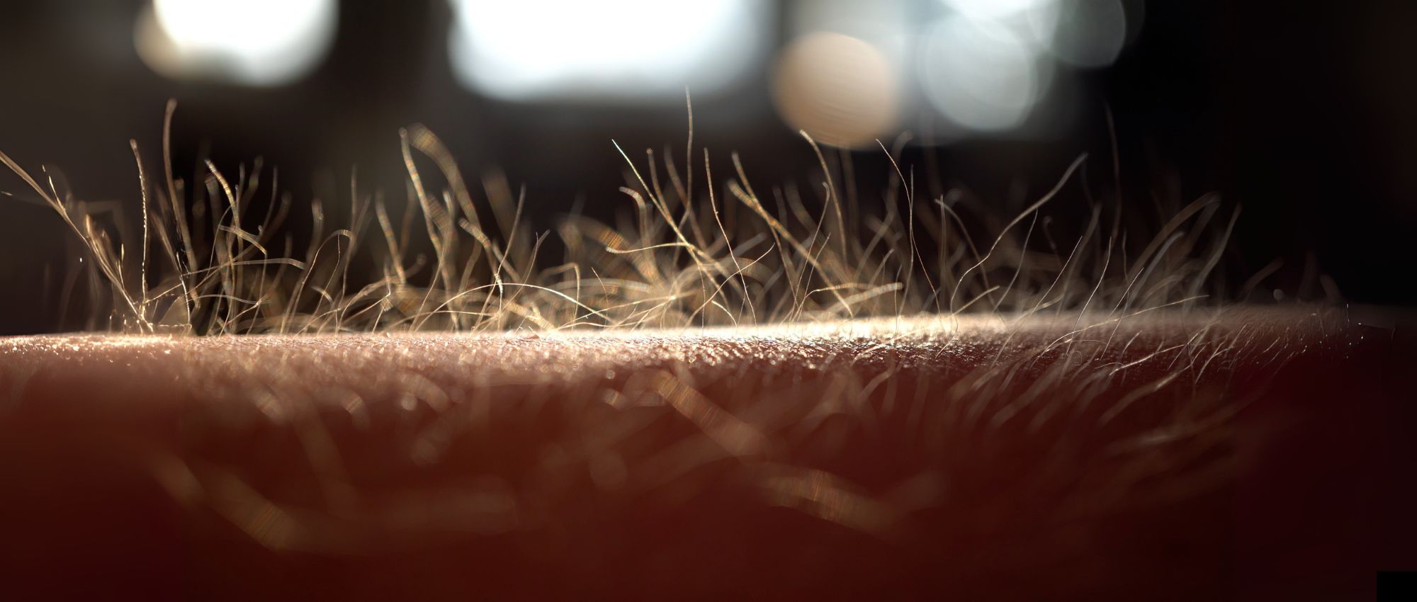 Makroaufnahme von Gänsehaut mit aufgerichteten Haaren auf menschlicher Haut in warmem Licht und unscharfem Hintergrund​​​​​​​​​​​​​​​​​​​​​​​​​​​