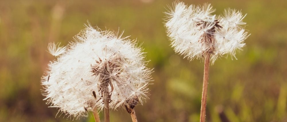 Nahaufnahme von drei weißen Löwenzahn-Samenständen auf grüner Wiese mit unscharfem Hintergrund bei Tageslicht​​​​​​​​​​​​​​​​​​​​​​​​​​​​​​​​​​​​