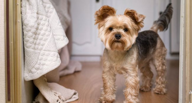Können Hunde spüren, wenn ihr Mensch schwerhörig wird? Können Hunde spüren, wenn ihr Mensch schwerhörig wird?