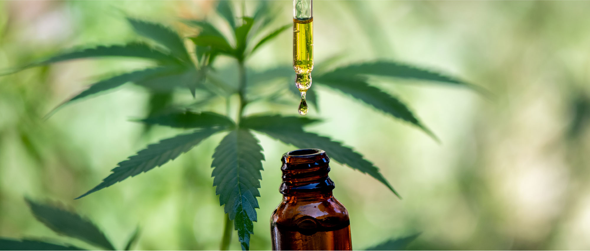 Hochwertiges CBD-Öl tropft aus Pipette, natürliche Linderung von Tinnitus, Hörland. Hochwertiges CBD-Öl tropft aus Pipette, natürliche Linderung von Tinnitus, Hörland.